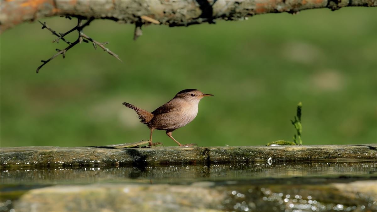 Eurasian Wren