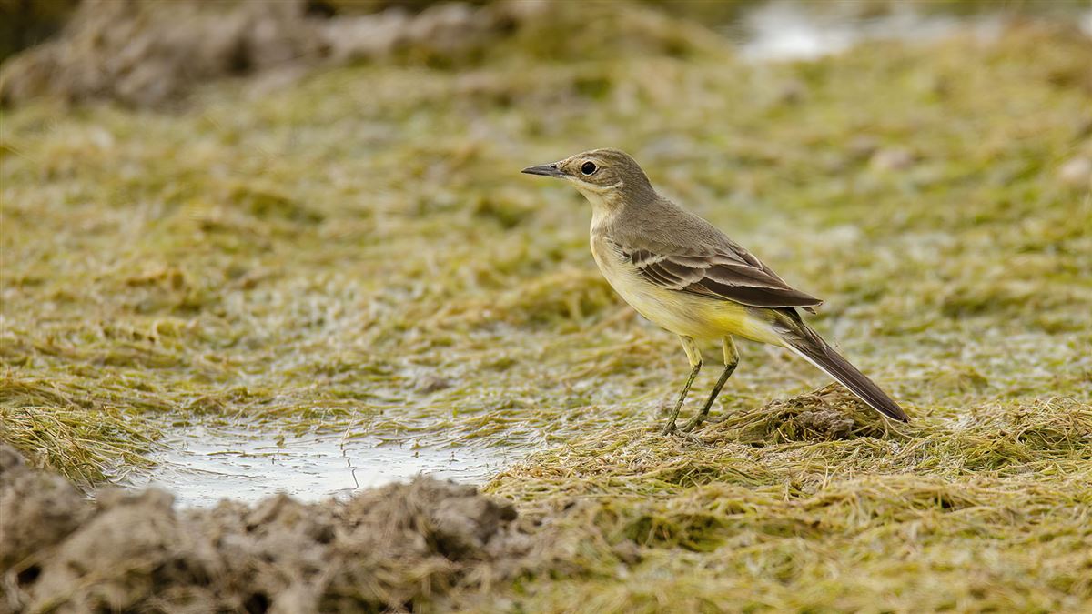 Western Yellow Wagtail