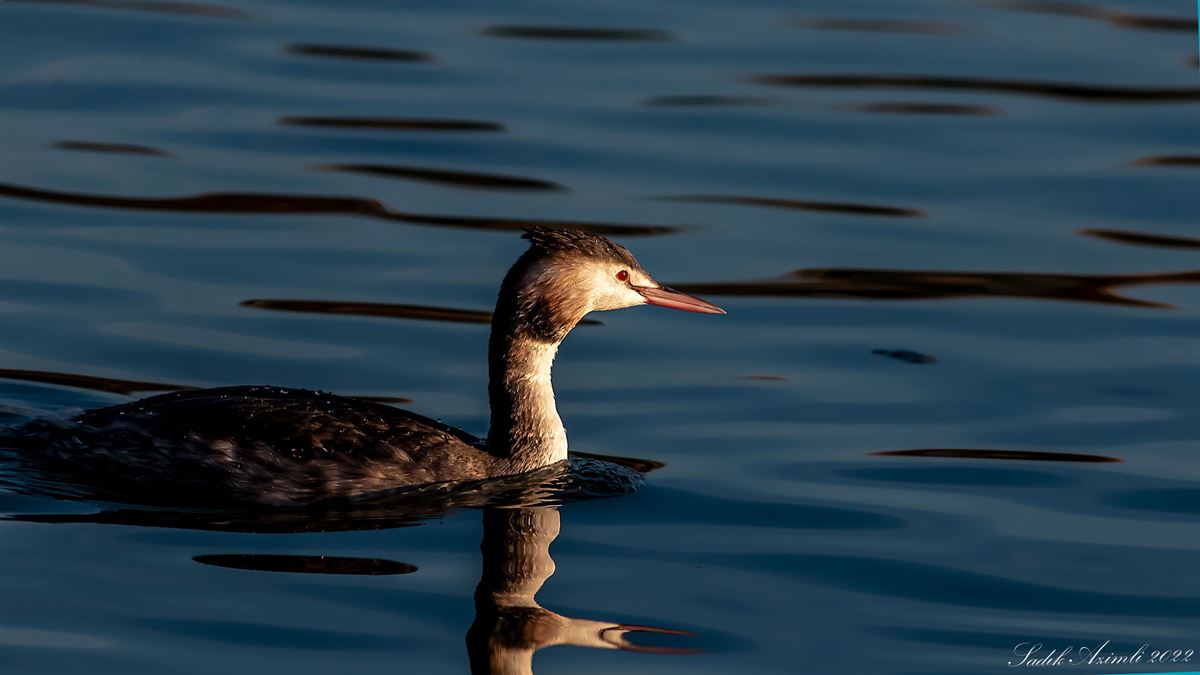 Great Crested Grebe