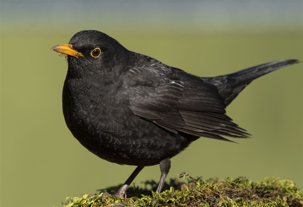 Common Blackbird