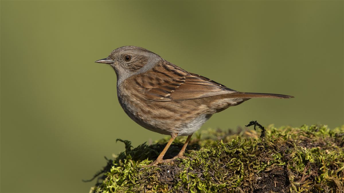 Dunnock