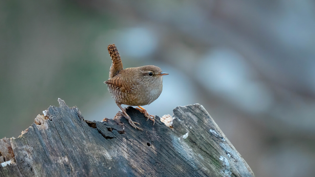 Eurasian Wren