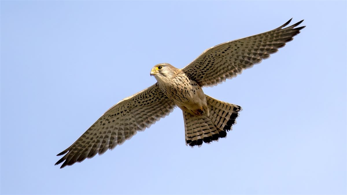 Common Kestrel