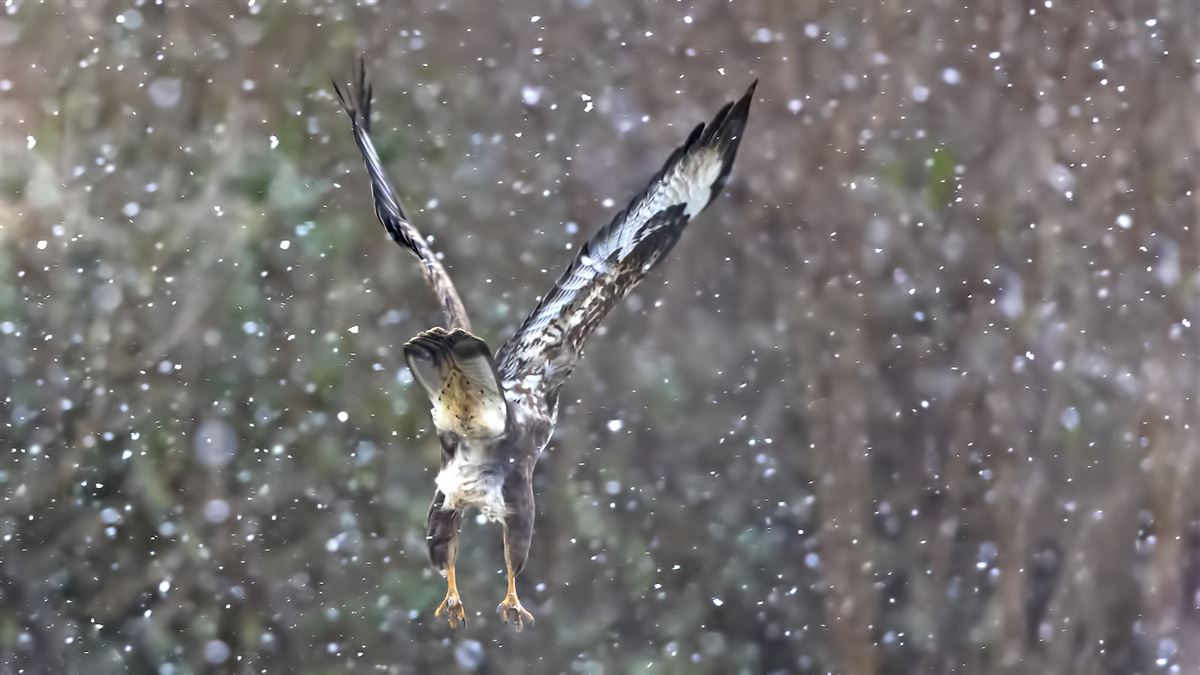 Common Buzzard