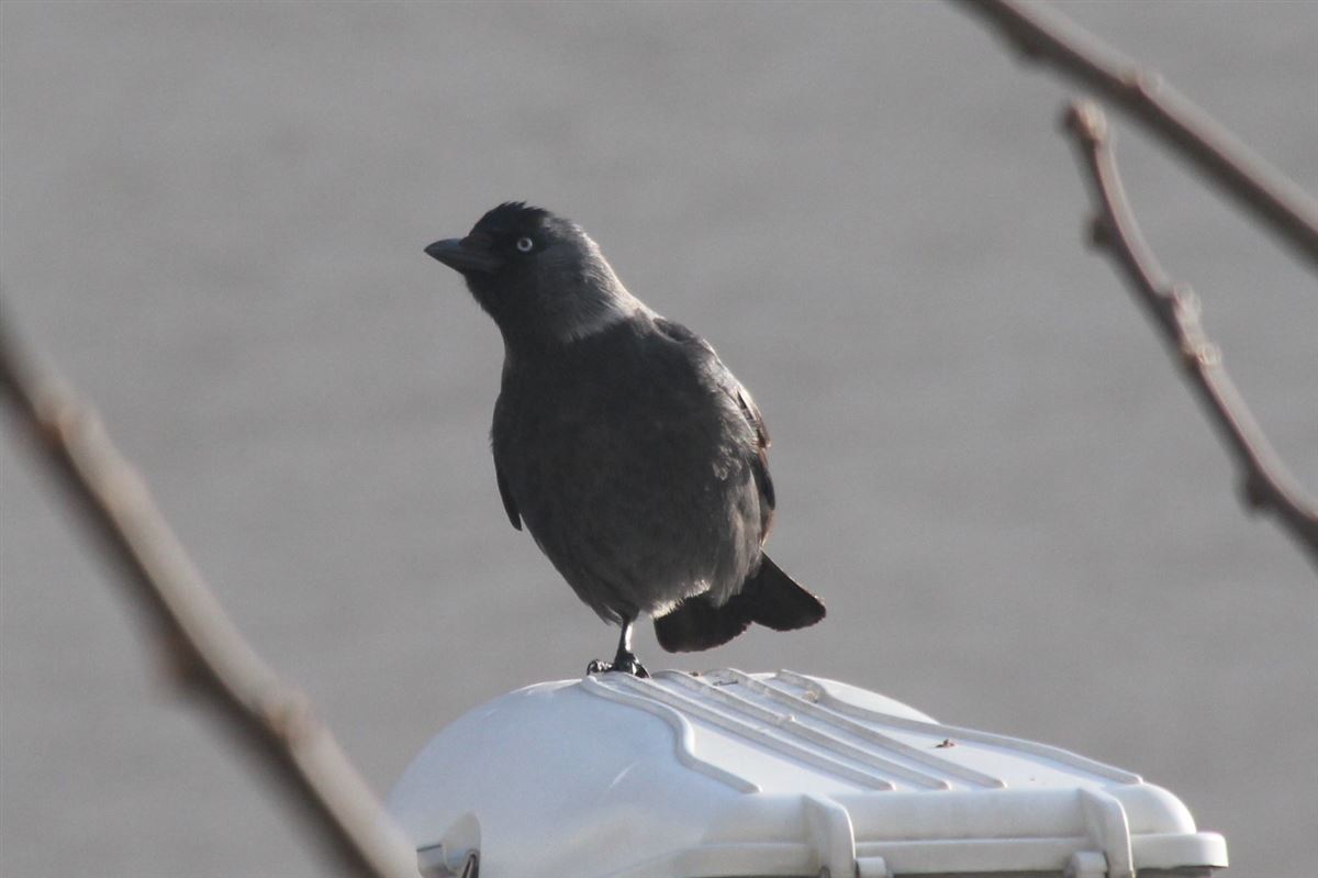 Western Jackdaw