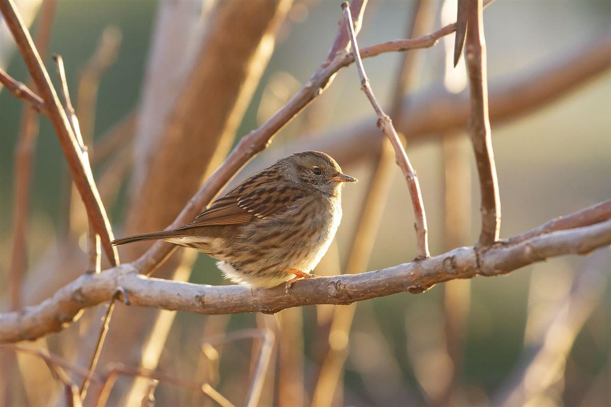 Dunnock
