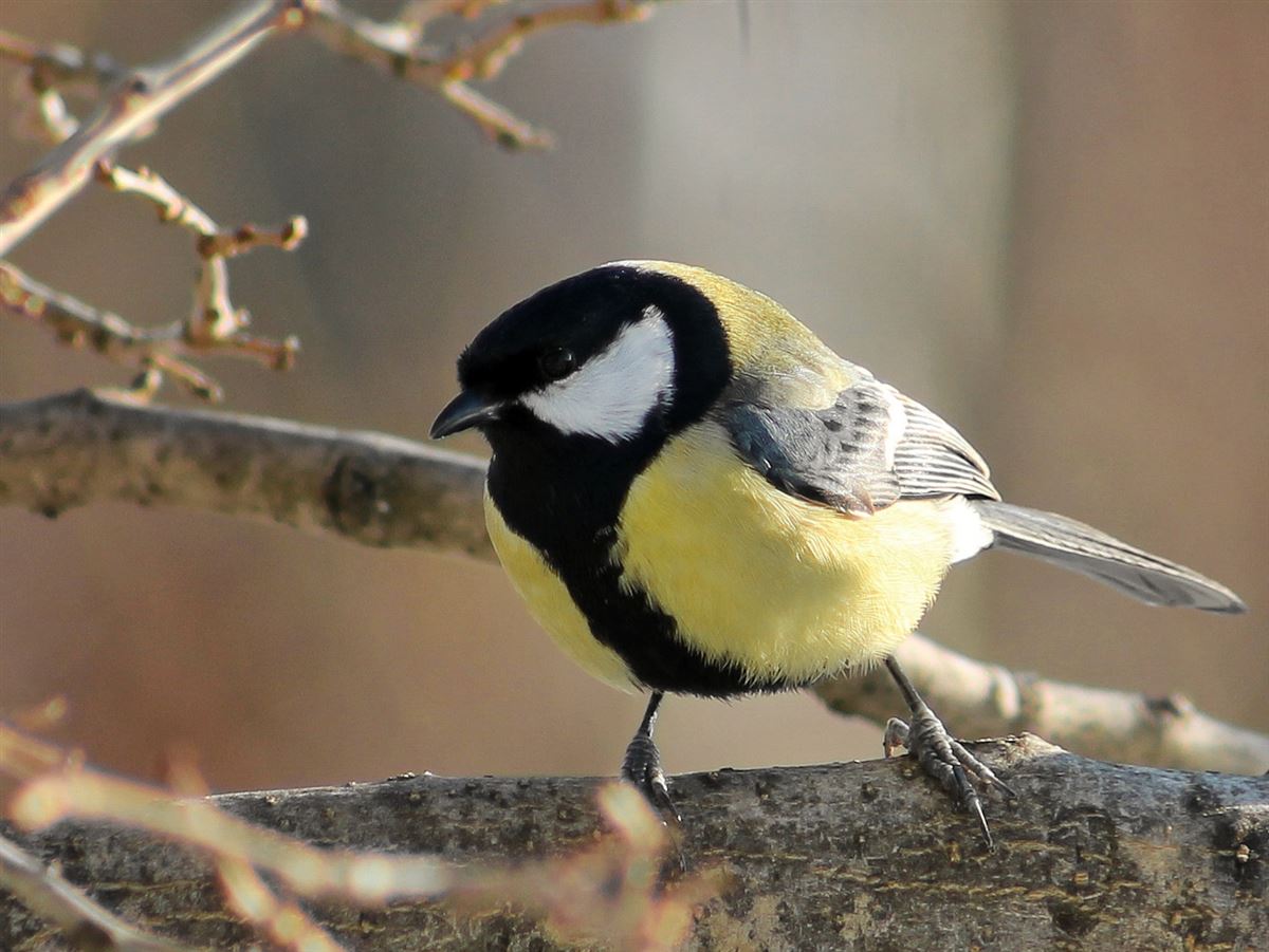 Great Tit