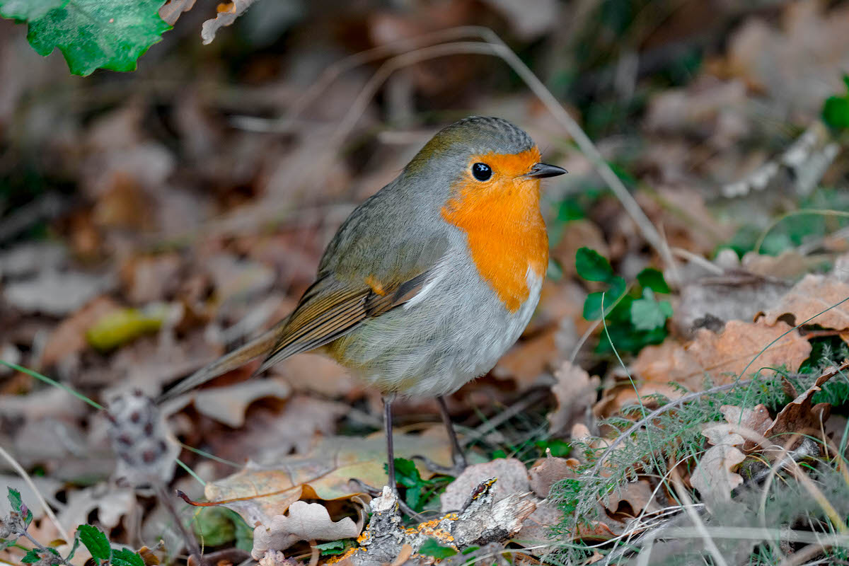 European Robin