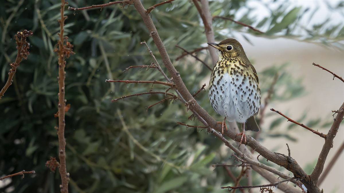 Song Thrush