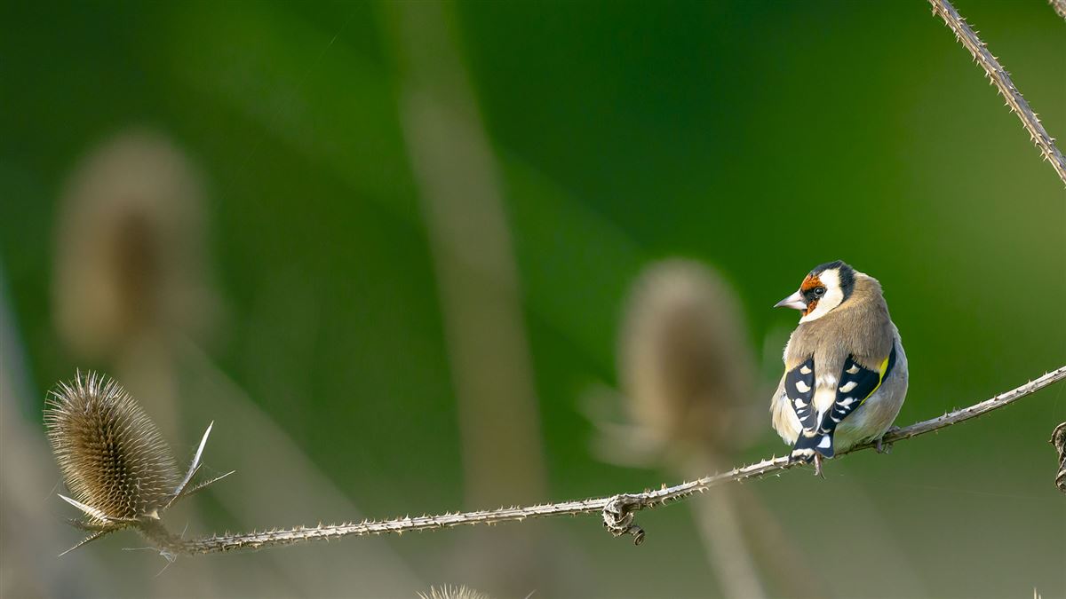 European Goldfinch