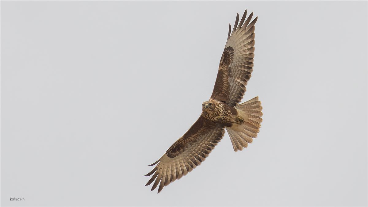 Common Buzzard