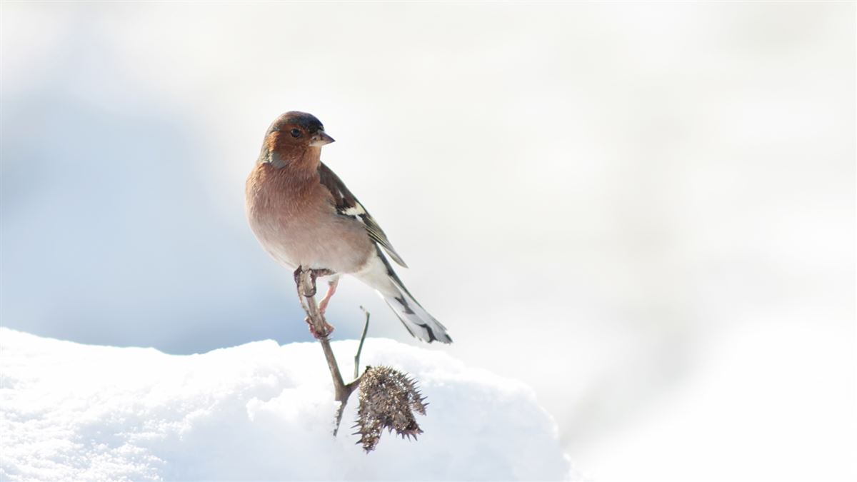 Common Chaffinch