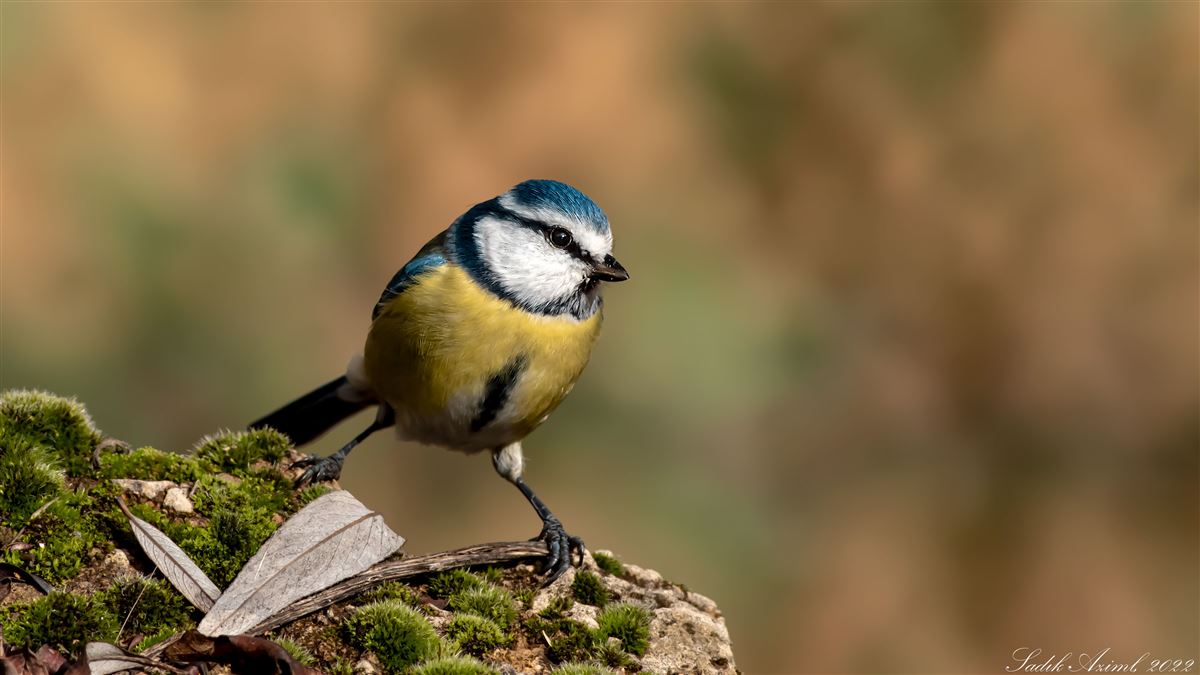 Eurasian Blue Tit