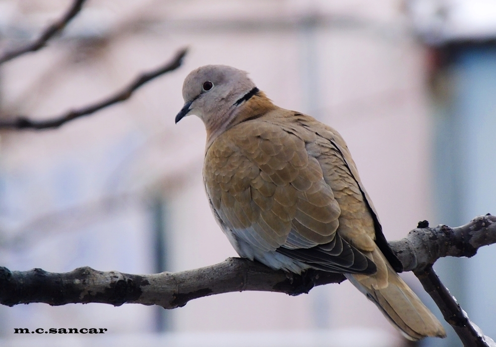Eurasian Collared Dove