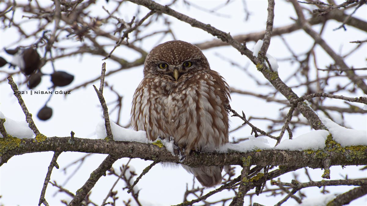 Little Owl
