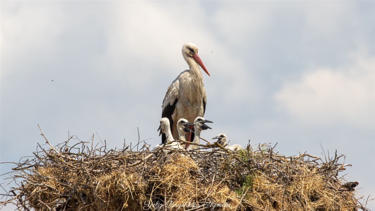 White Stork