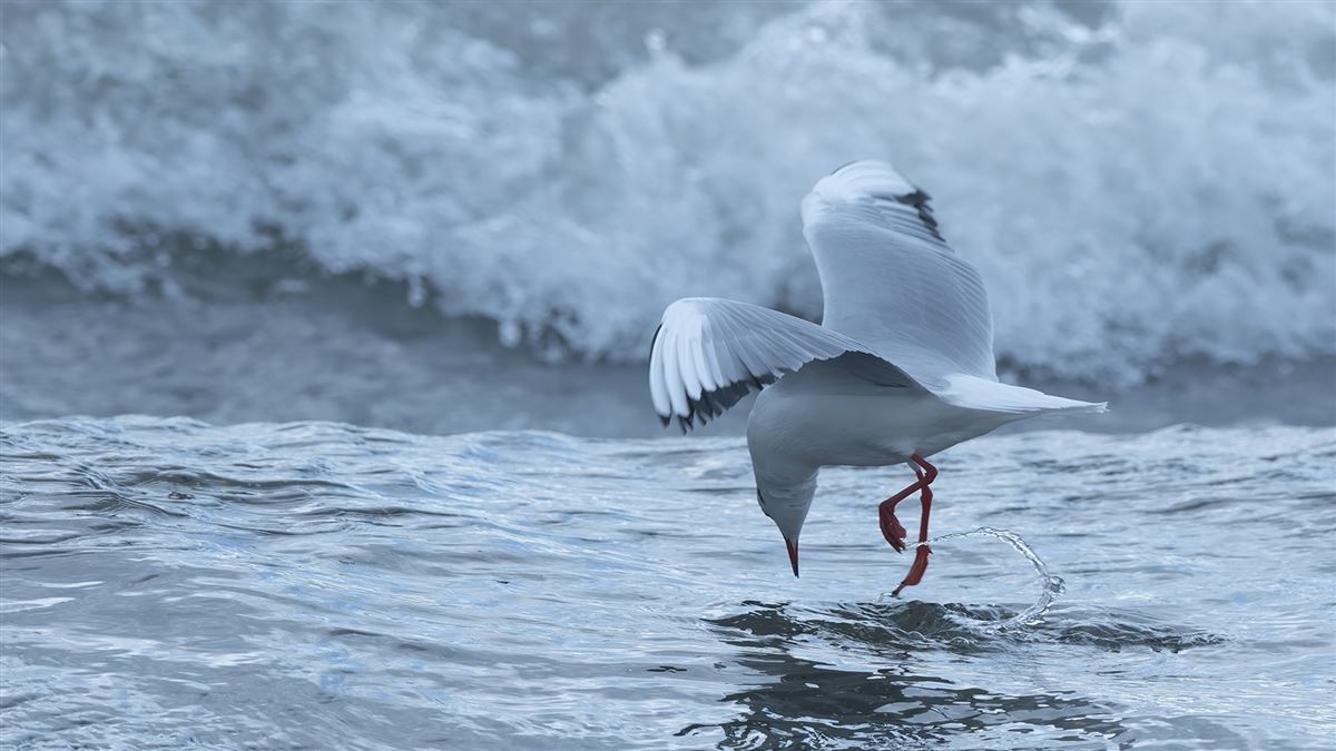 Black-headed Gull