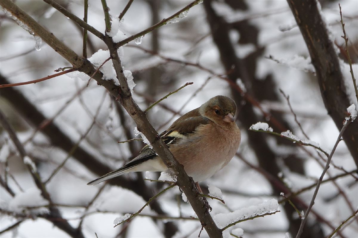 Common Chaffinch