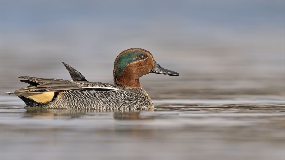 Eurasian Teal
