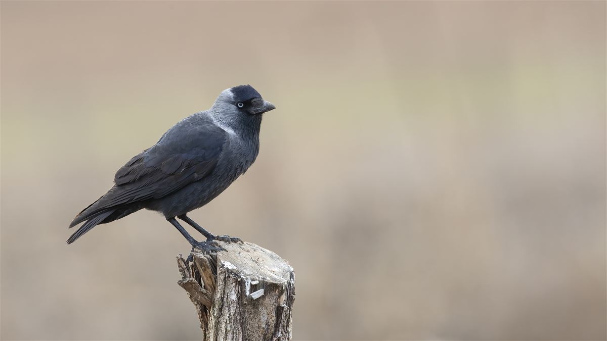 Western Jackdaw