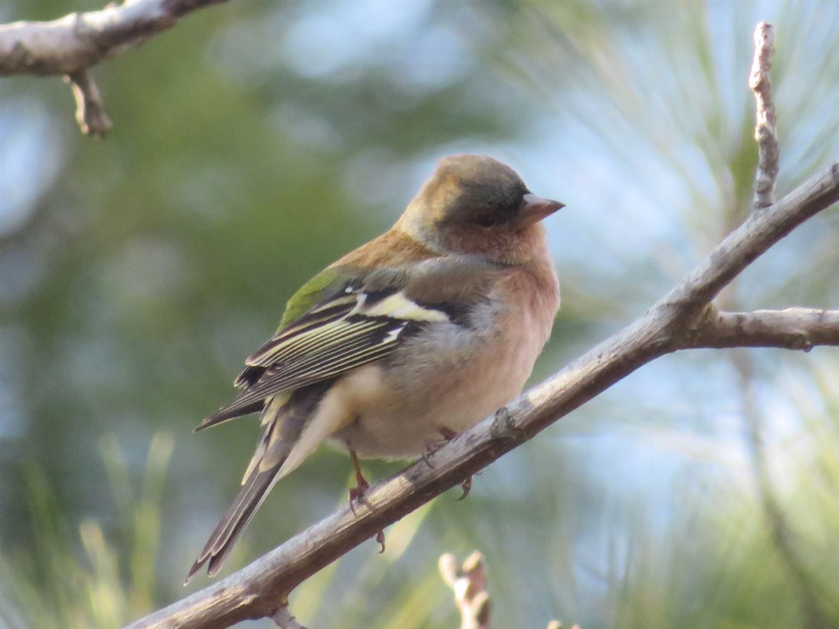 Common Chaffinch