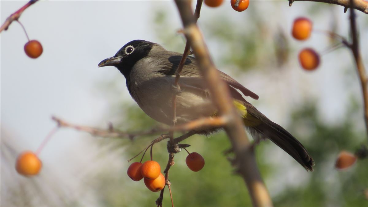 White-spectacled Bulbul
