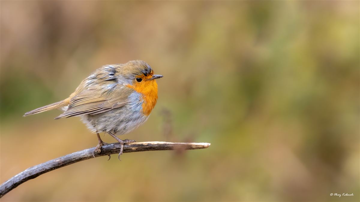 European Robin