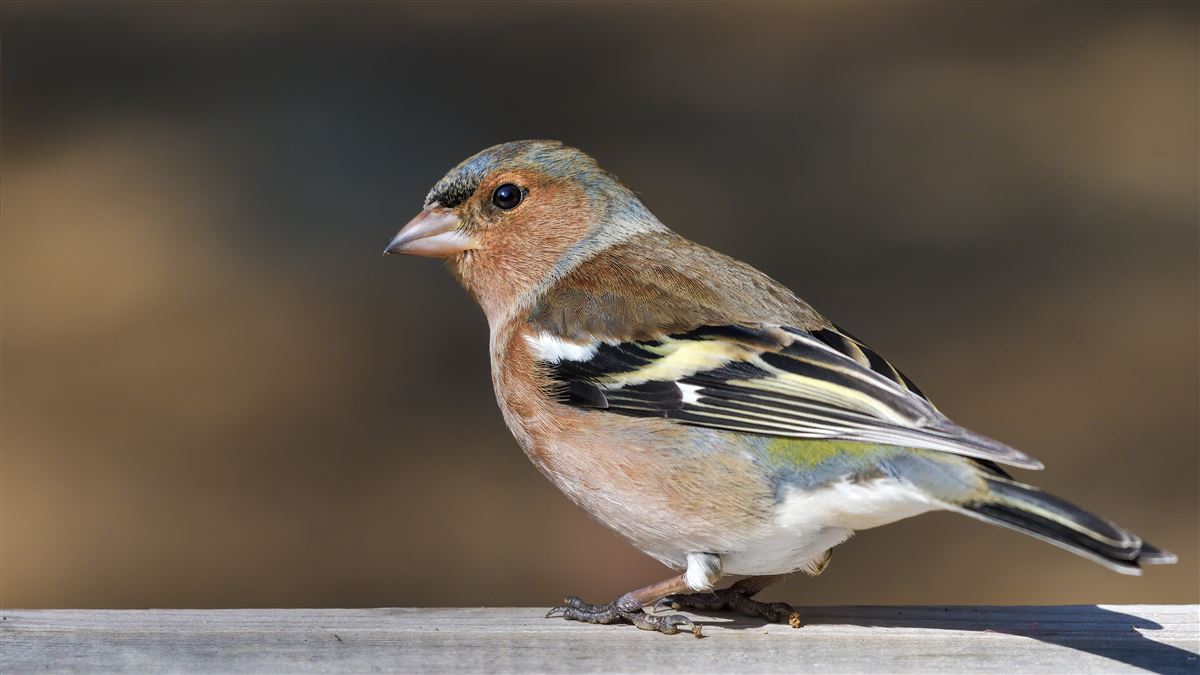 Common Chaffinch