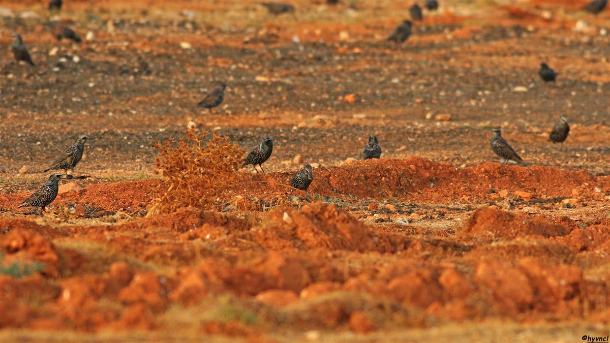 Common Starling