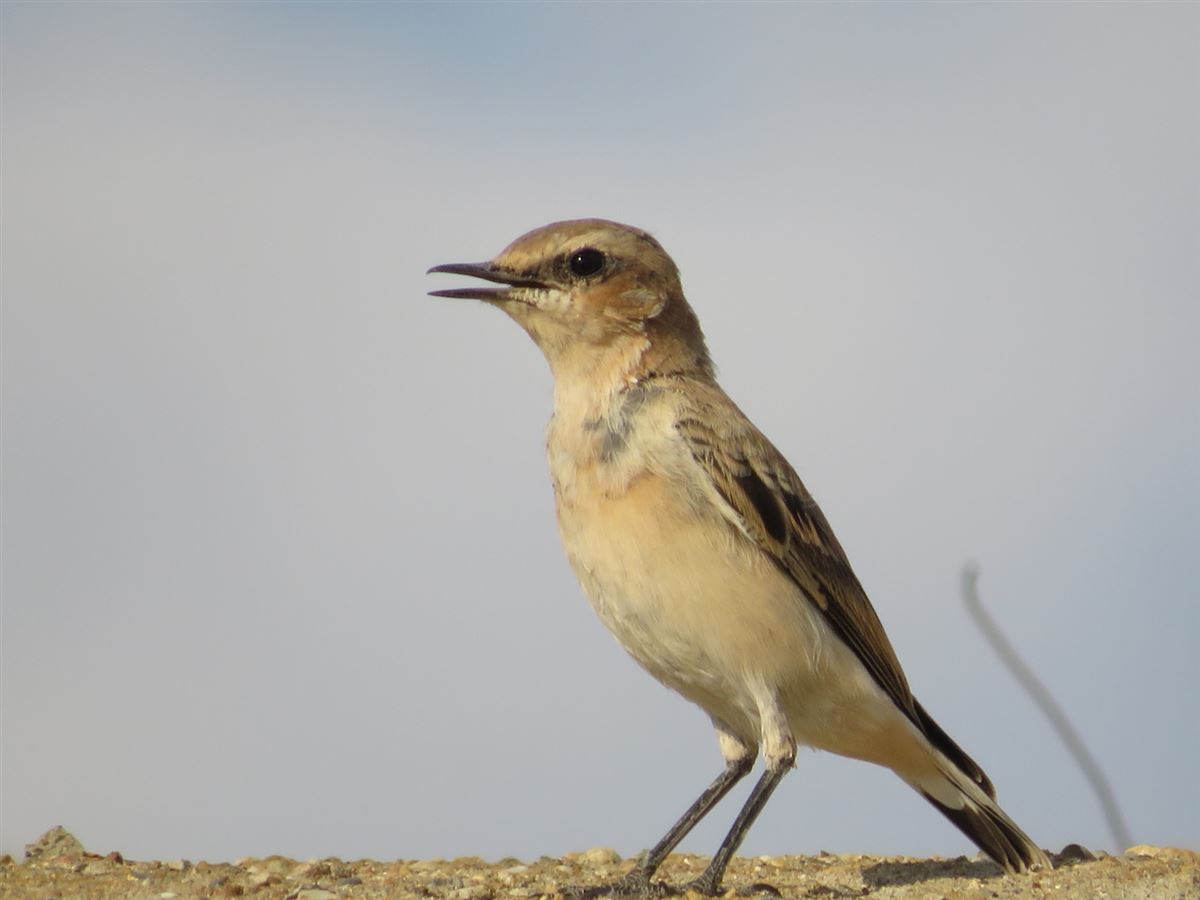 Northern Wheatear