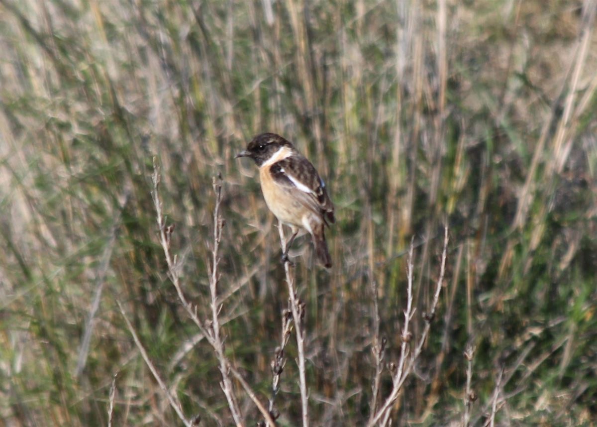 European Stonechat