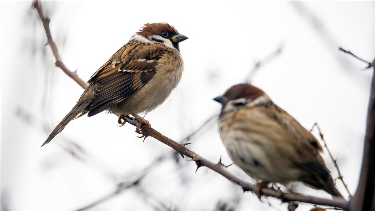 Eurasian Tree Sparrow