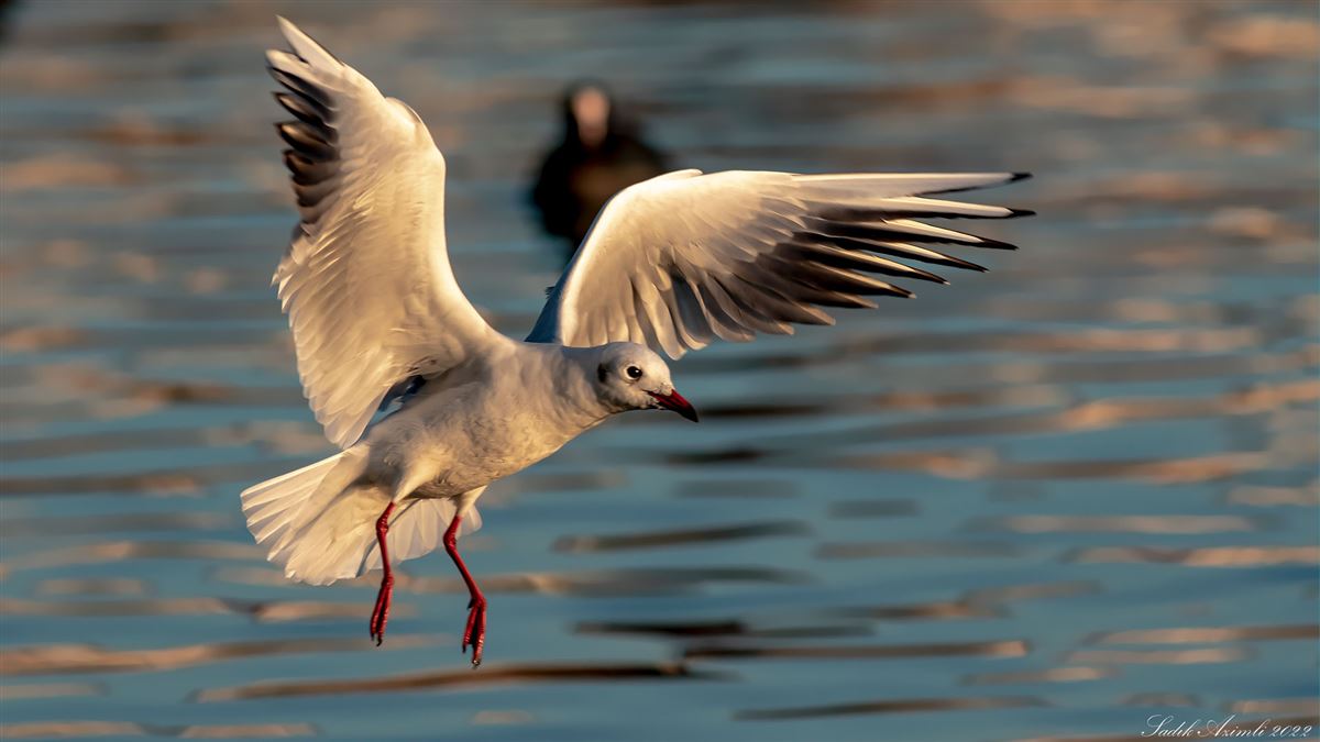 Black-headed Gull