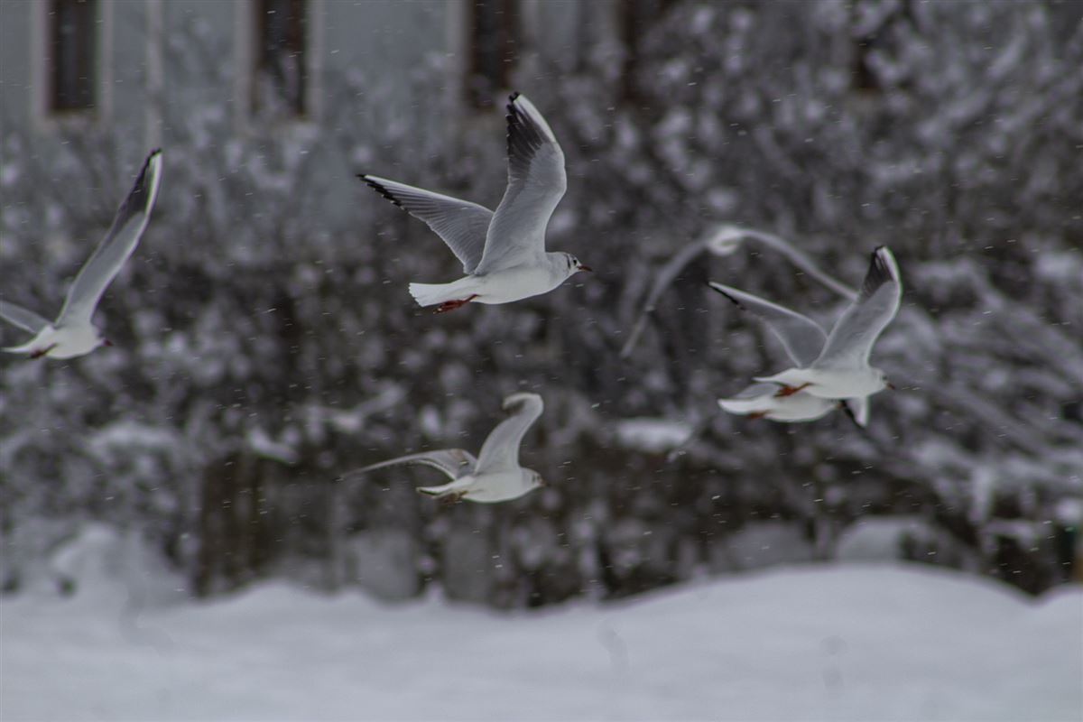 Black-headed Gull
