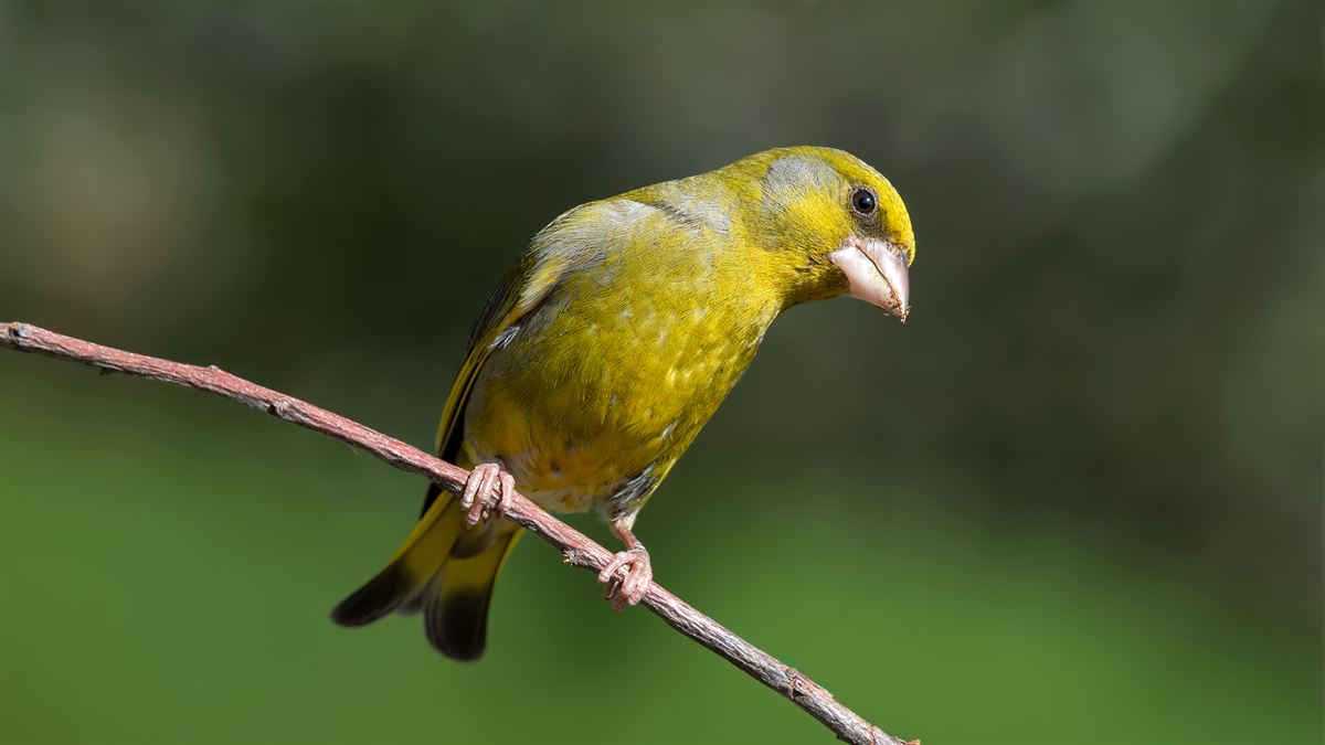 European Greenfinch