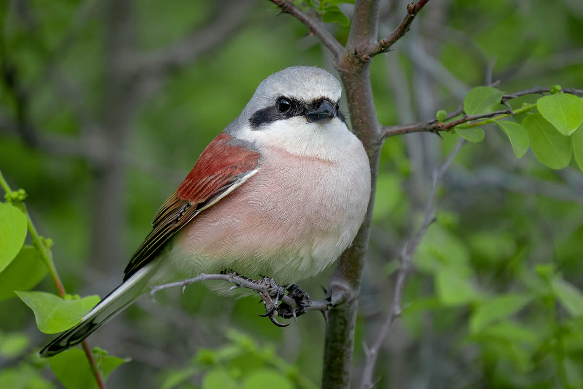 Red-backed Shrike