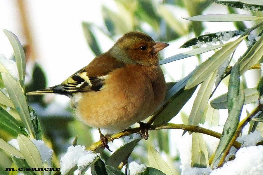 Common Chaffinch