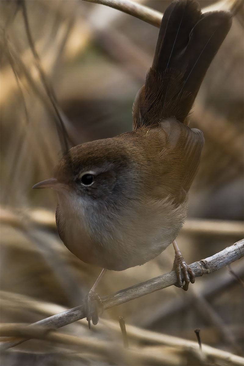 Cetti`s Warbler