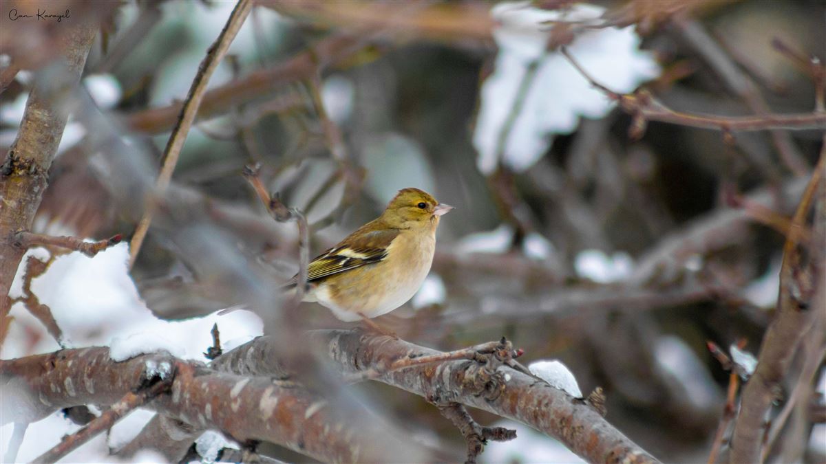 Common Chaffinch