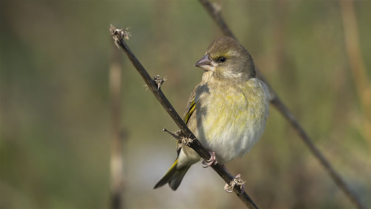 European Greenfinch