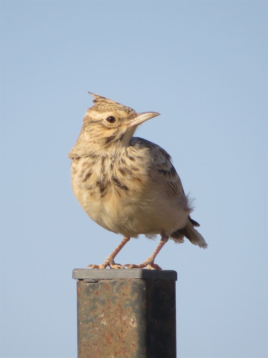 Crested Lark