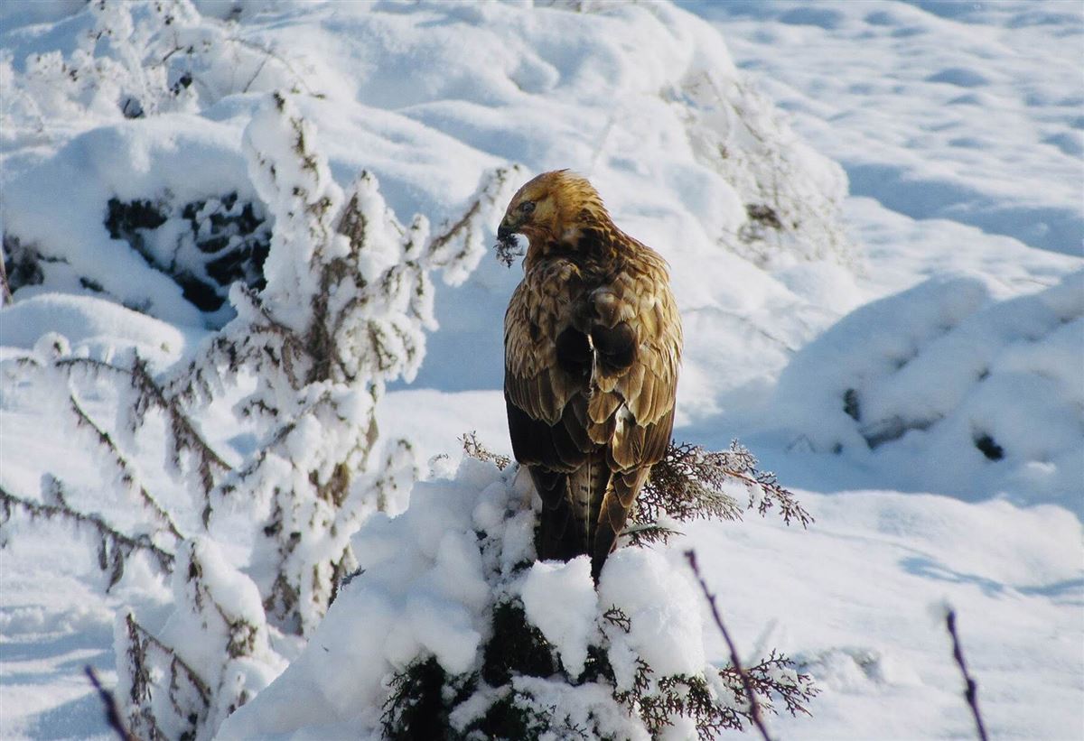 Long-legged Buzzard