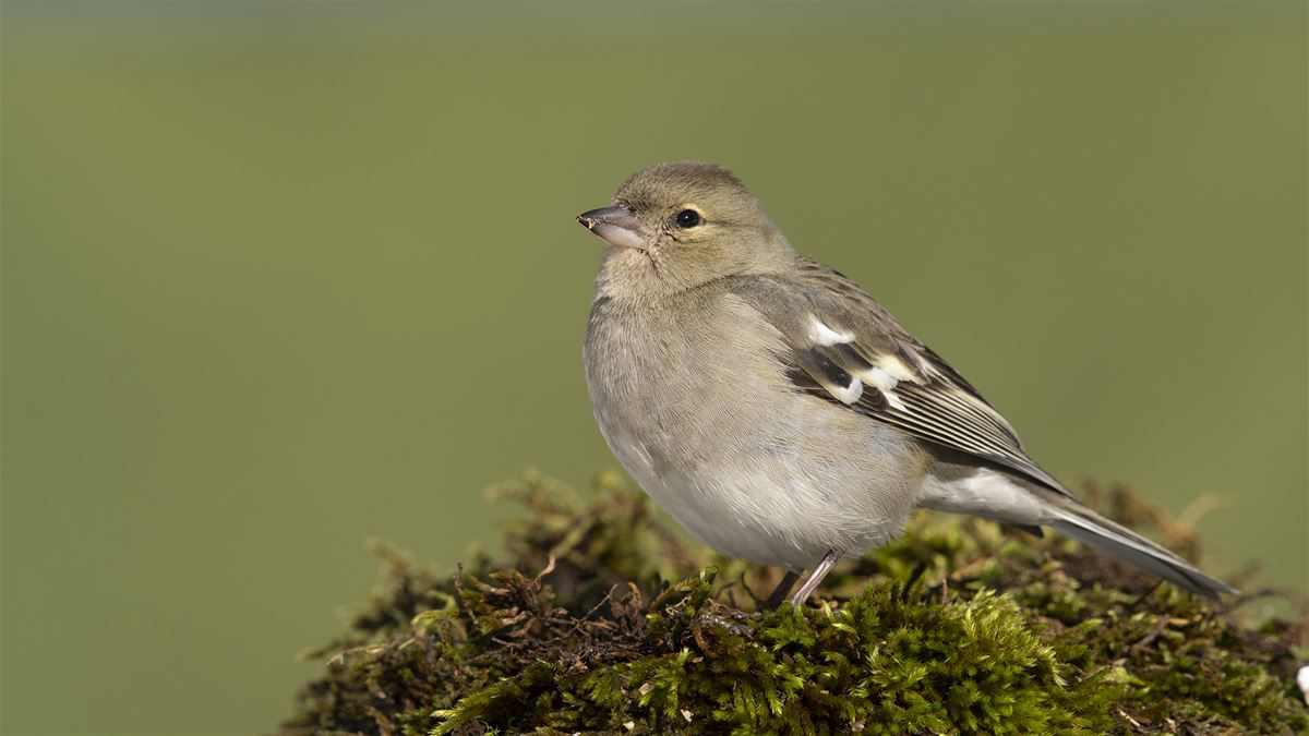 Common Chaffinch
