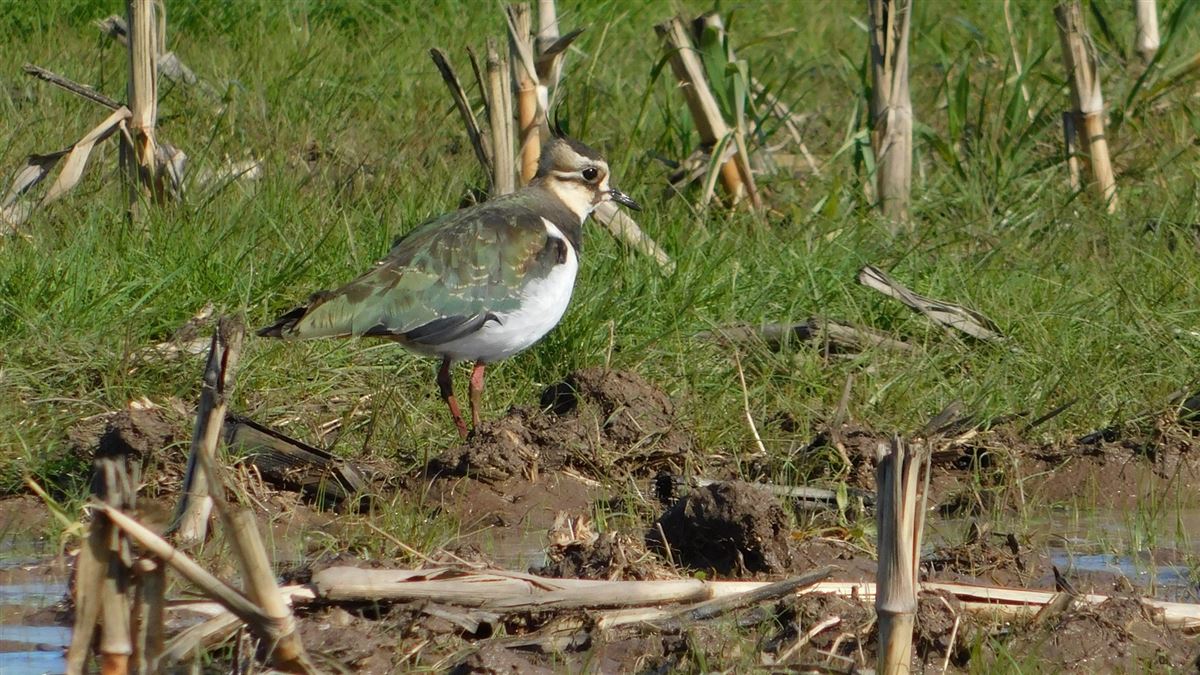 Northern Lapwing