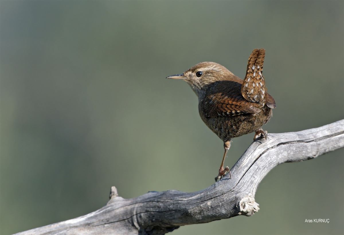 Eurasian Wren