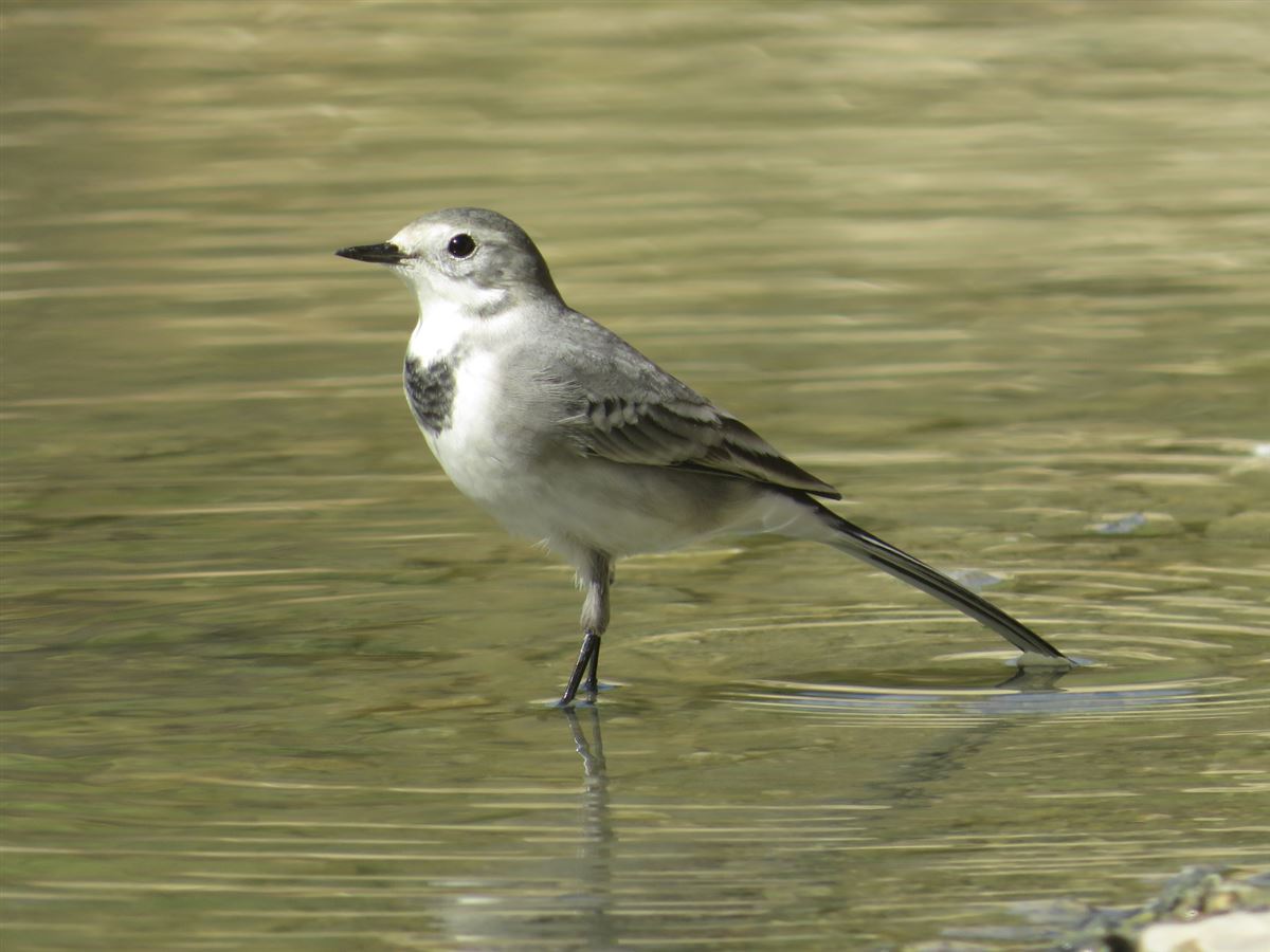 White Wagtail