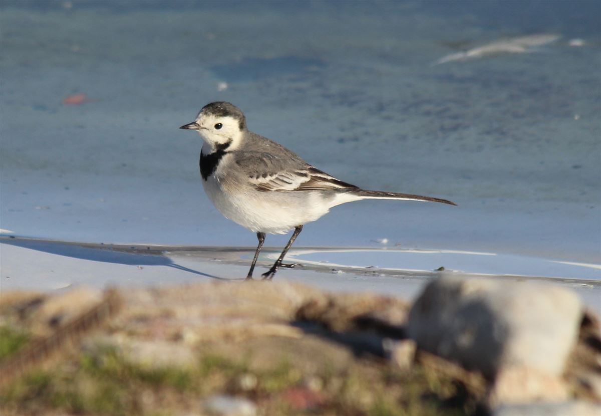 White Wagtail