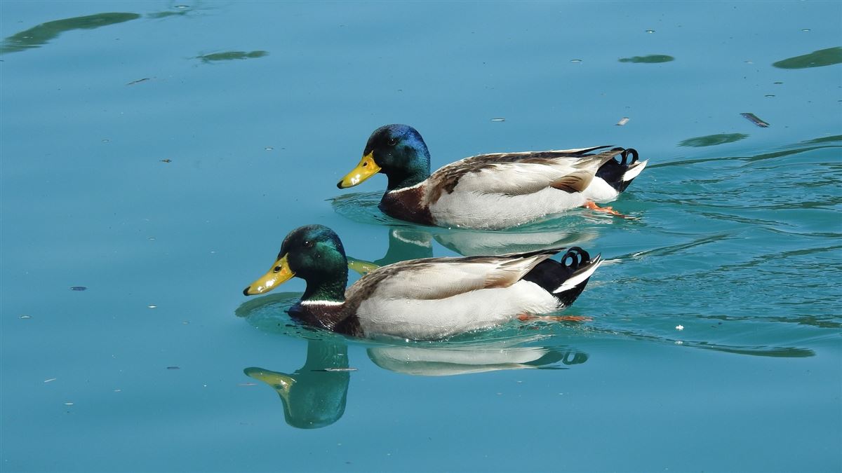 Mallard