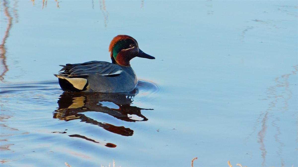 Eurasian Teal