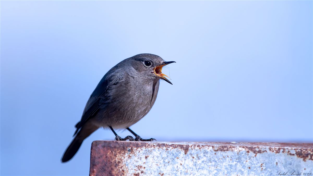 Black Redstart